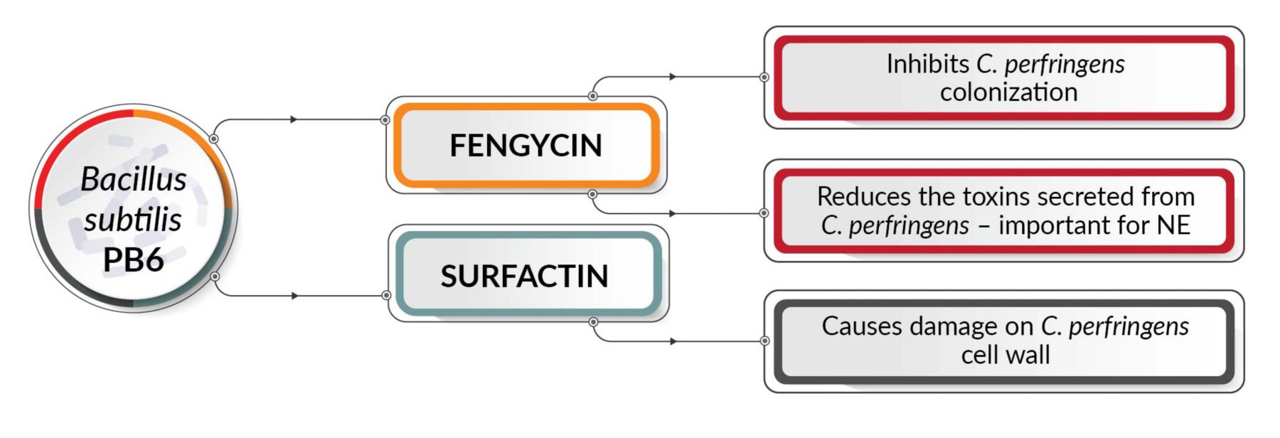 KAA CLOSTAT PRODUCT PAGE IMAGES