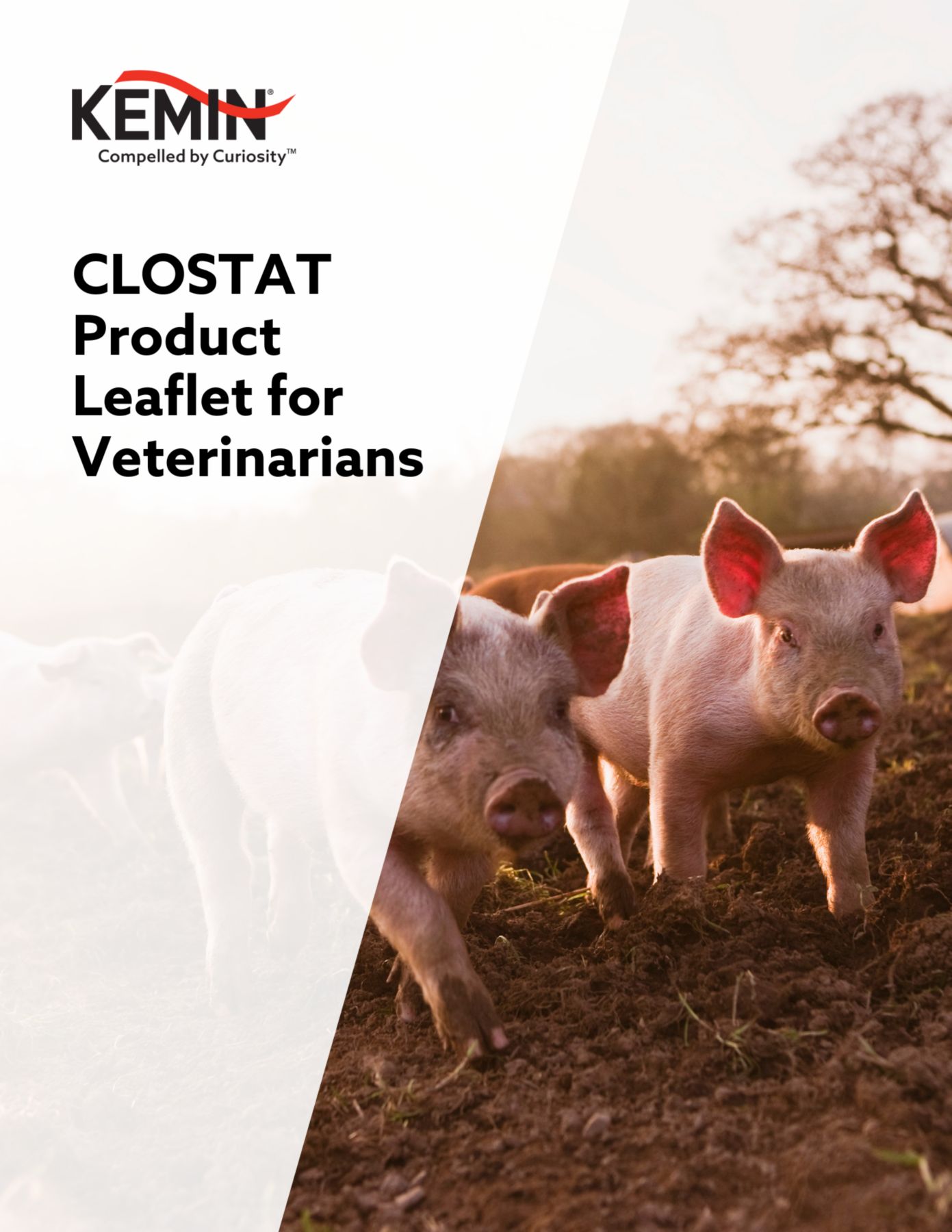 CLOSTAT Leaflet for Vets thumbnail