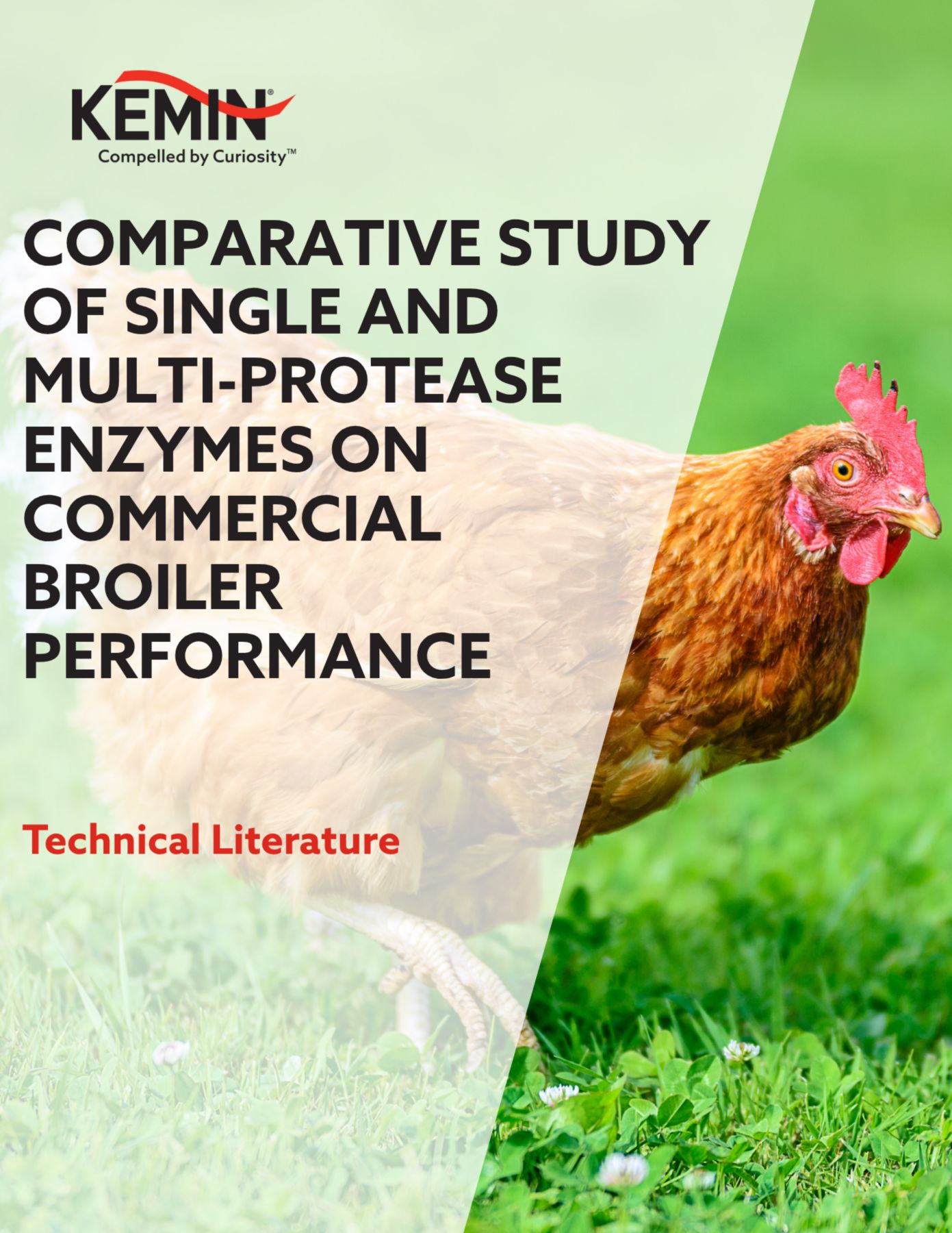 COMPARATIVE STUDY OF SINGLE AND MULTI-PROTEASE ENZYMES ON COMMERCIAL BROILER PERFORMANCE