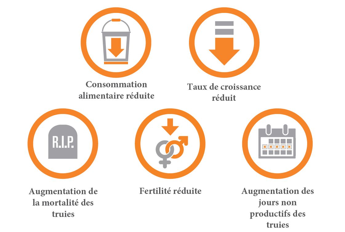 Swine Heat Stress (FR)