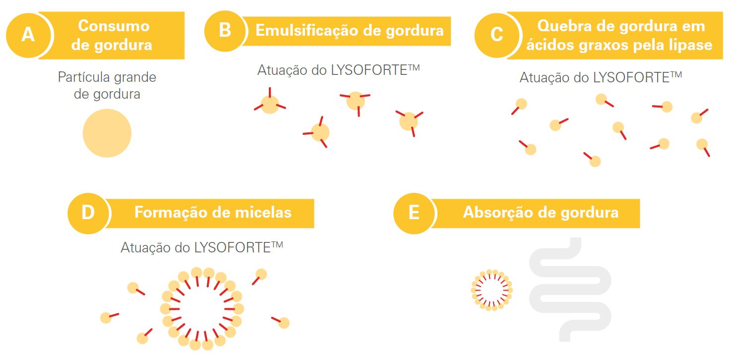 Captura de tela 2024-10-28 140119.png