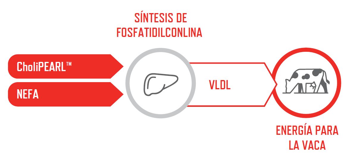 Captura de tela 2025-02-26 144844.png