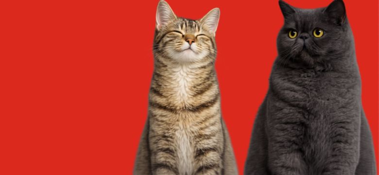 Cat Banner 
