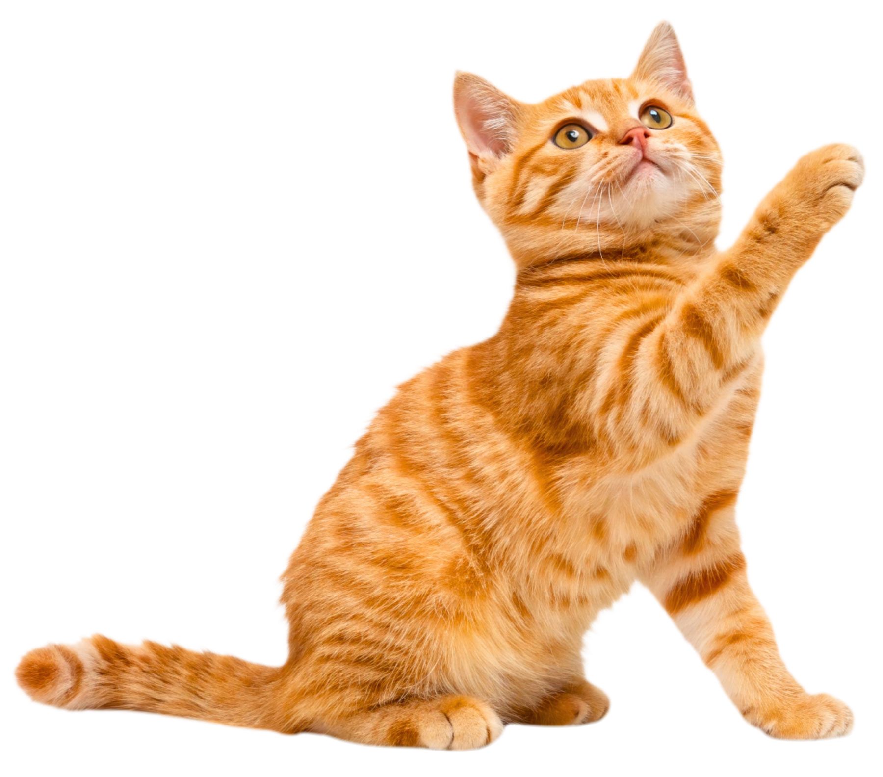 yellow_cat_transparent_background