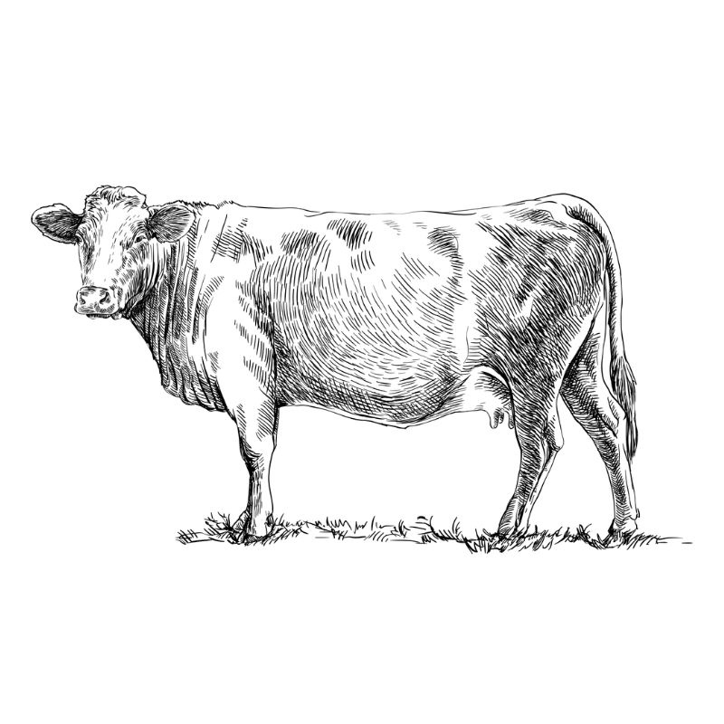 KB Icons - Cattle