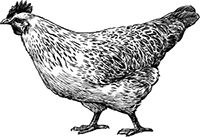 Poultry sketch