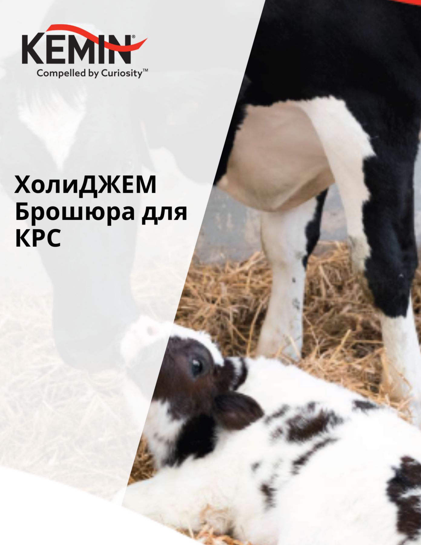 Copy of LYSOFORTE Leaflets - Maximise return on your feed through lower costs and increased efficiency