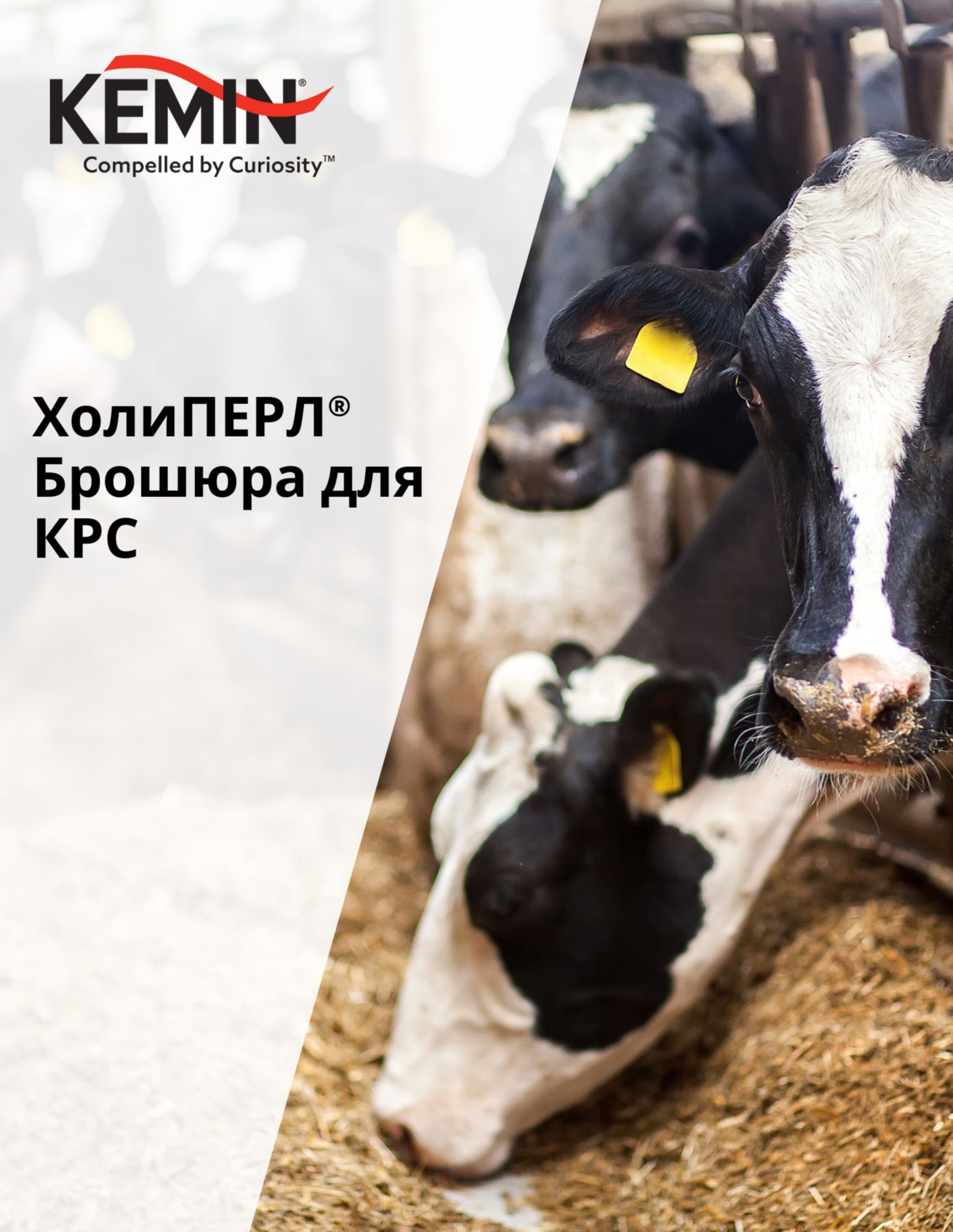 Copy of LYSOFORTE Leaflets - Maximise return on your feed through lower costs and increased efficiency