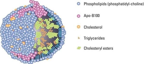 Cholipearlphospholipids