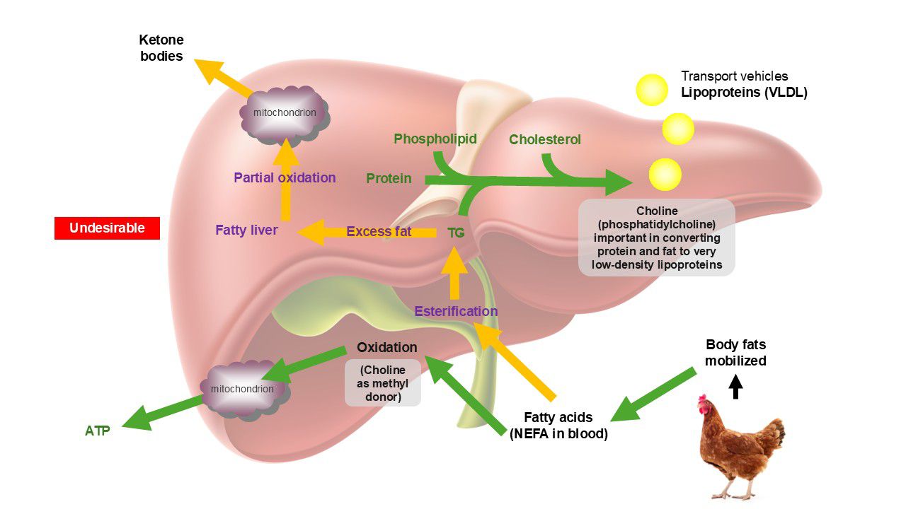Cholitonic Mode of Action
