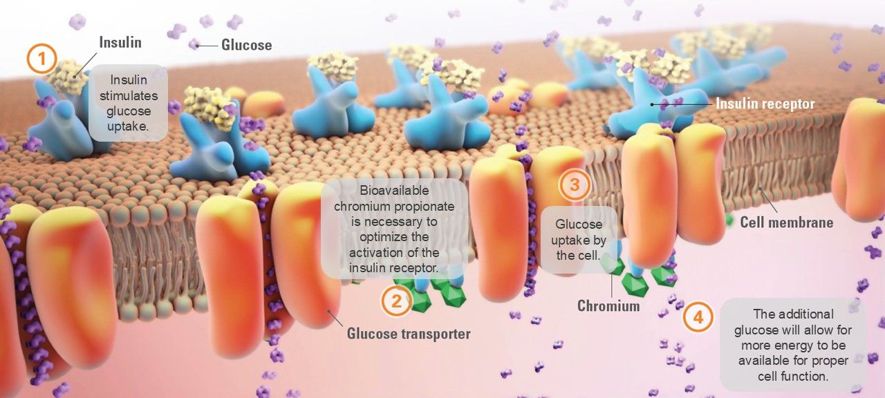 Cholitonic Mode of Action Chromium