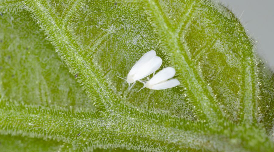 Citrus Whitefly