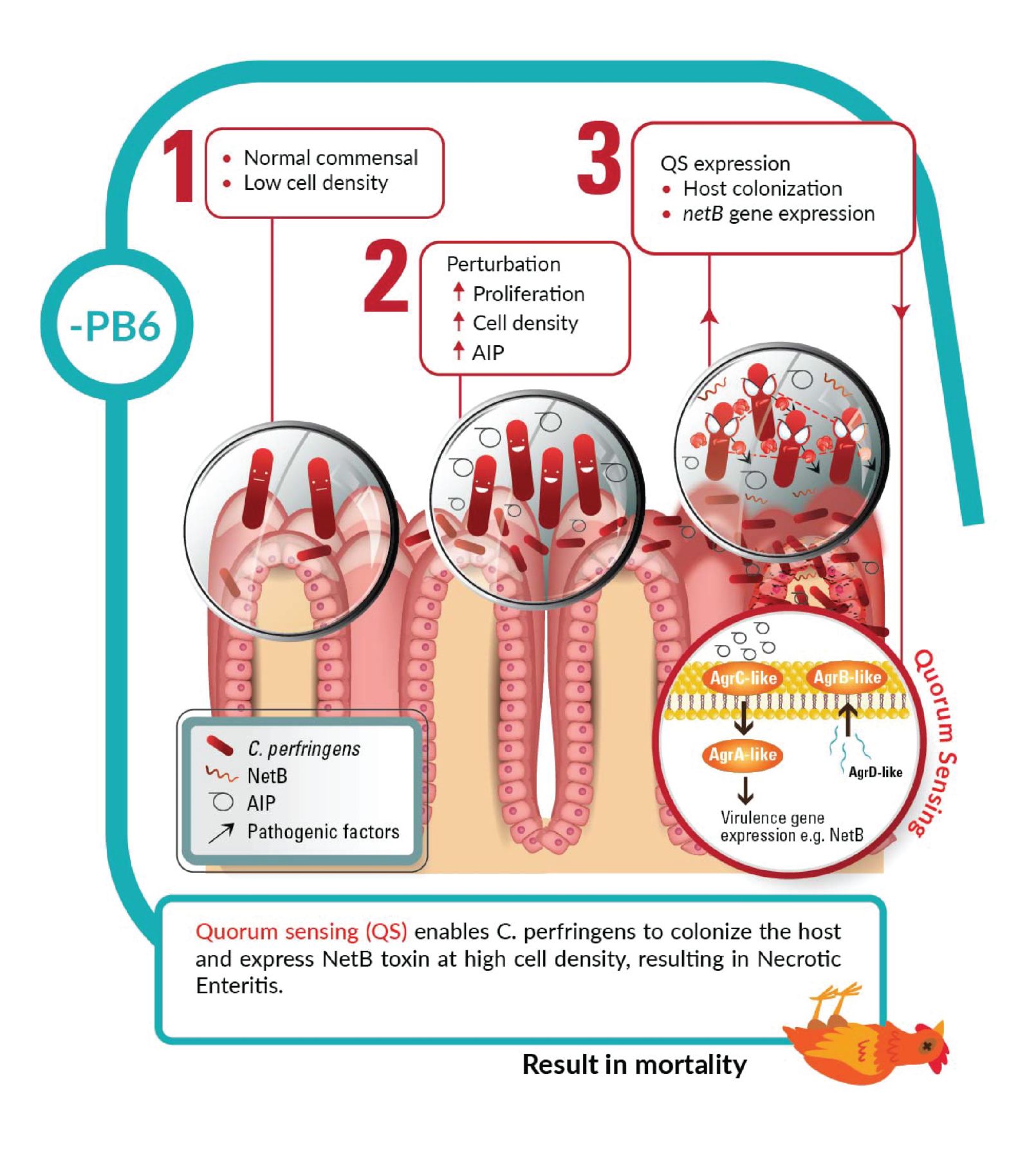 KAA CLOSTAT PRODUCT PAGE IMAGES