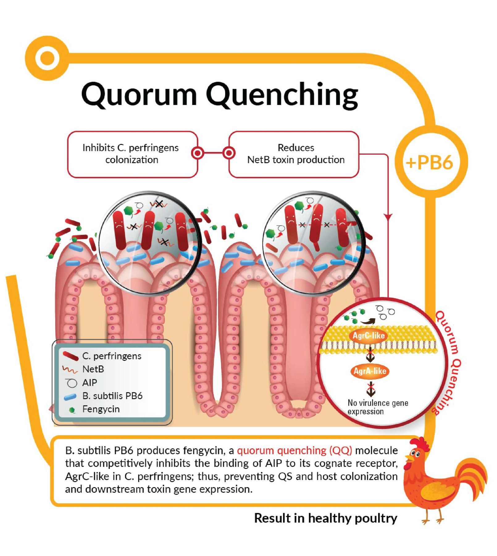 Clostat FUNCTION OF FENGYCIN 2