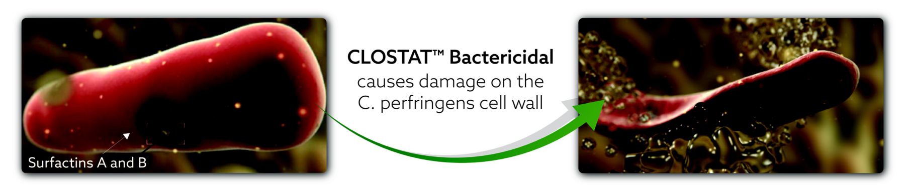 KAA CLOSTAT PRODUCT PAGE IMAGES