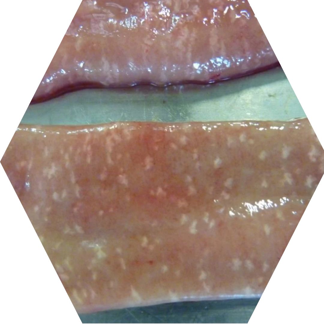 Copy of Hexagon Image Frame - 2