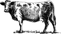 cow sketch