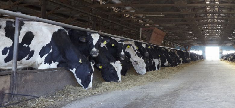 Dairy Nutrition Hero Image