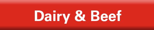 Dairy and Beef Button