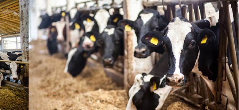 Dairy Feed Quality Hero Image