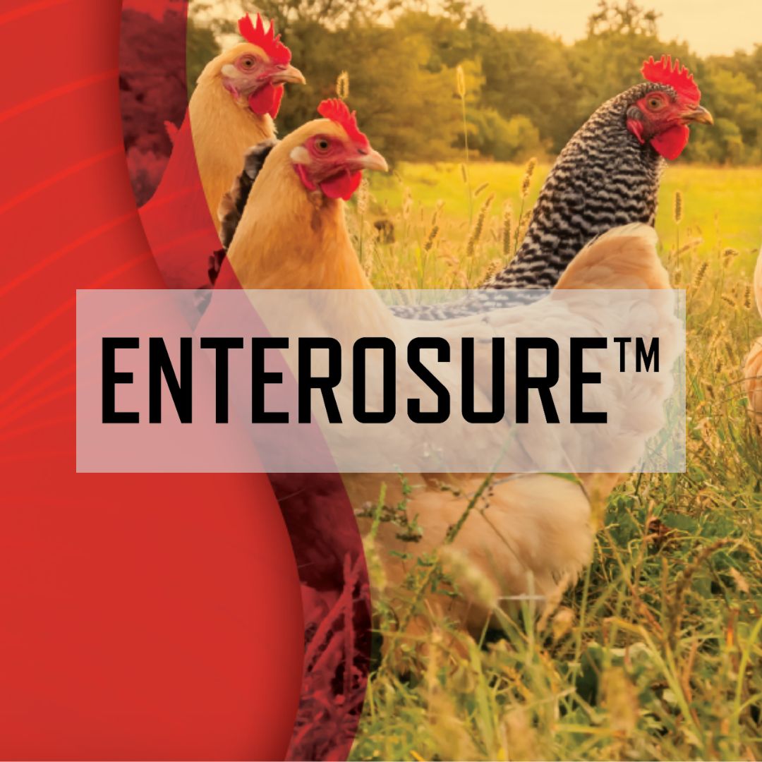 ENTEROSURE Thumbnail