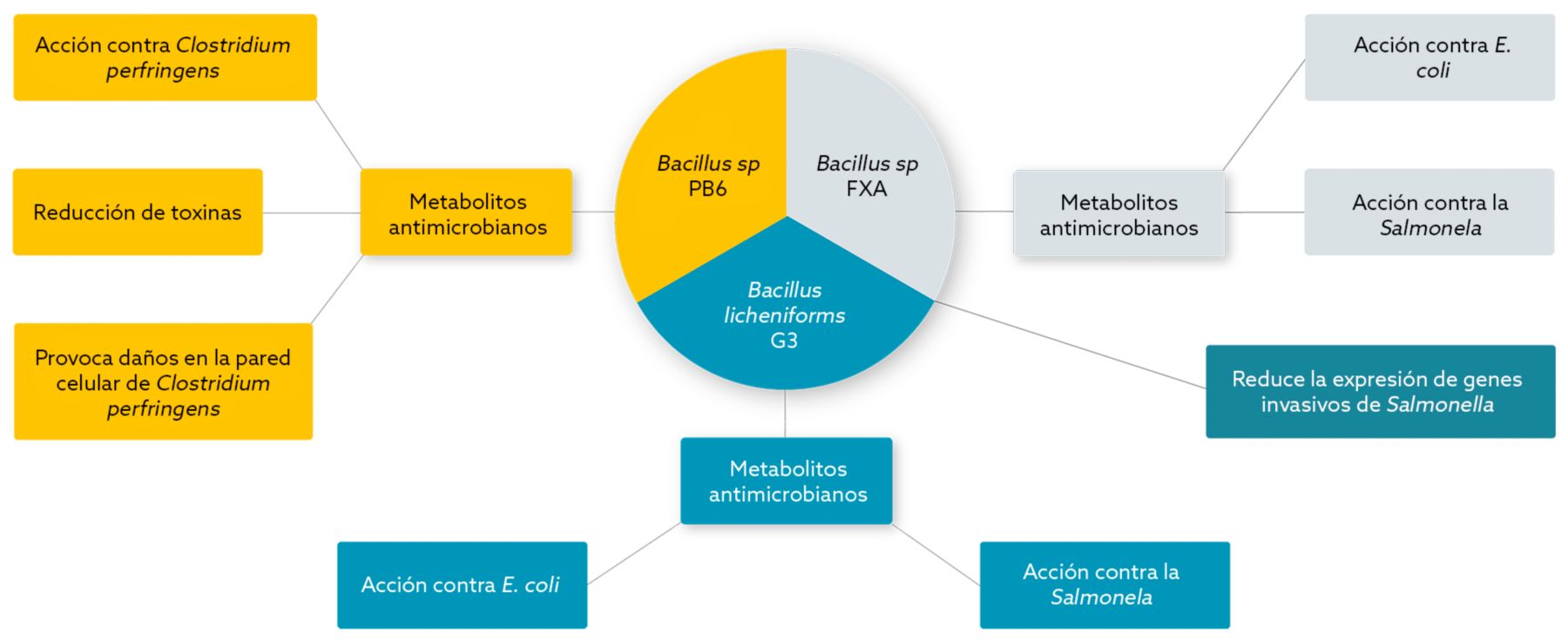 enterosure-gráfico-2-ES