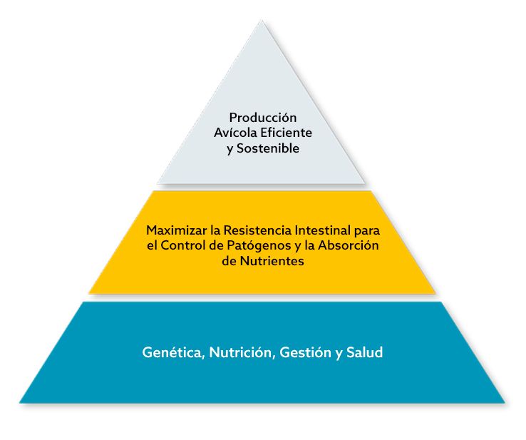 enterosure-piramide-2-ES