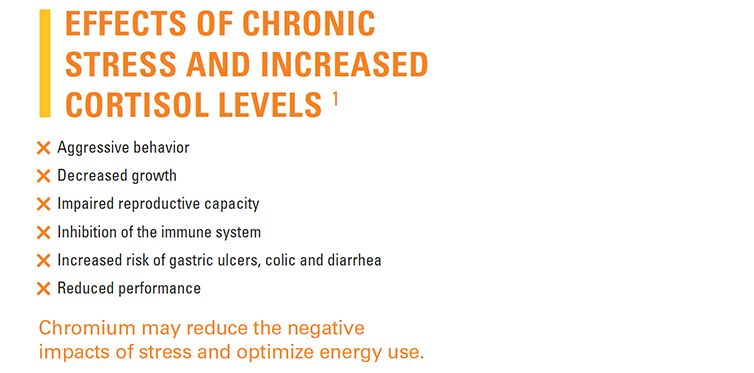 Effects of Chronic Stress