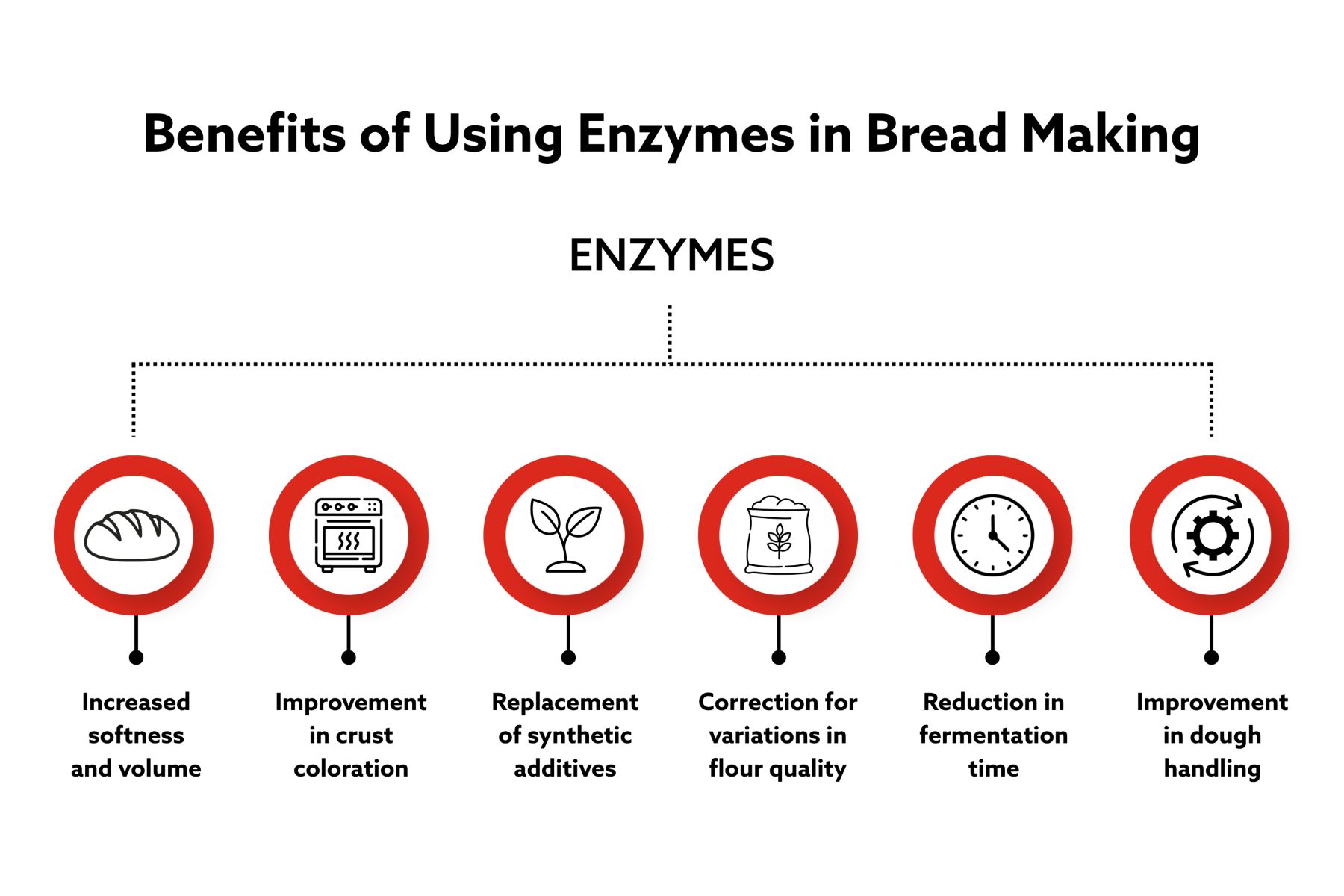 Enzyme Bread Making Graphic - 1