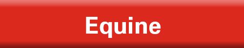 Equine Button