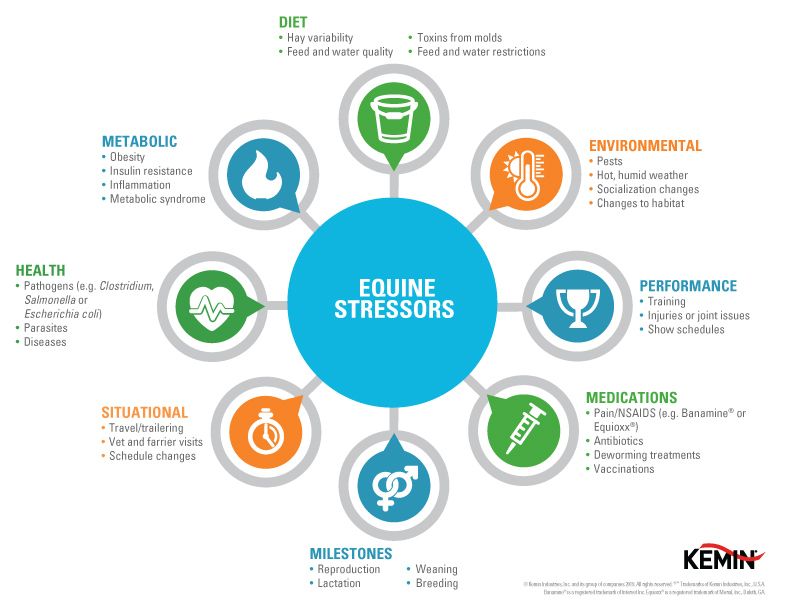 Equine Stress Wheel for Chromiumg