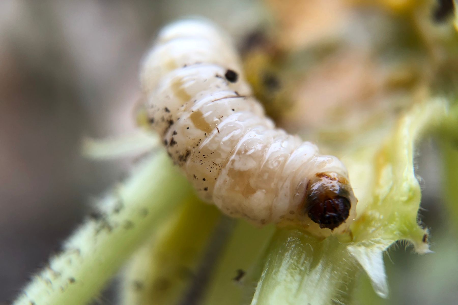 European Corn Borer Larvae