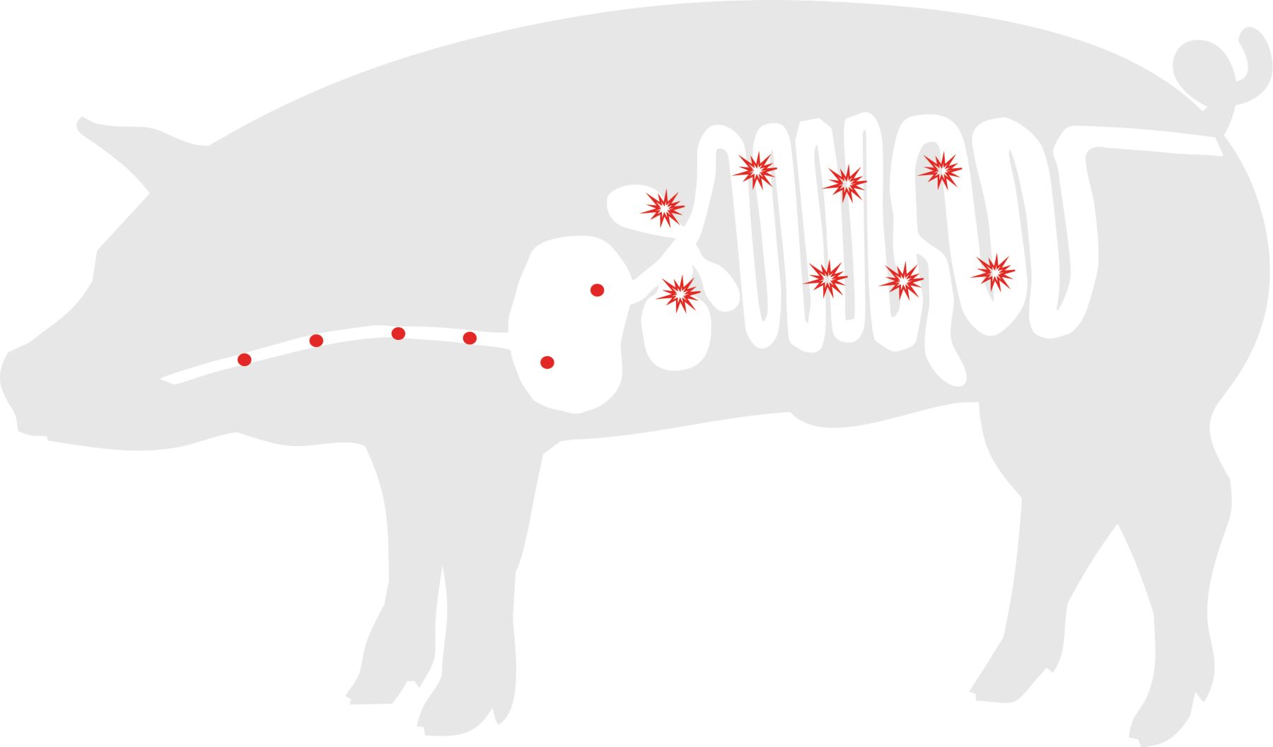 FORMYL Digestive Tract for Swine