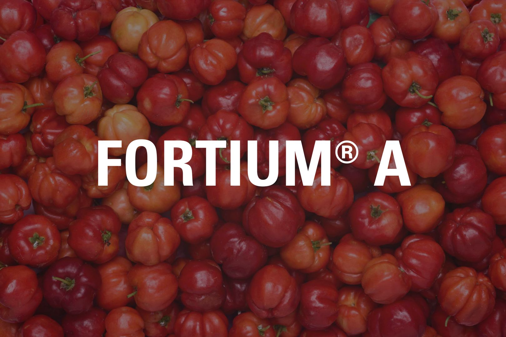 fortium-a-tile