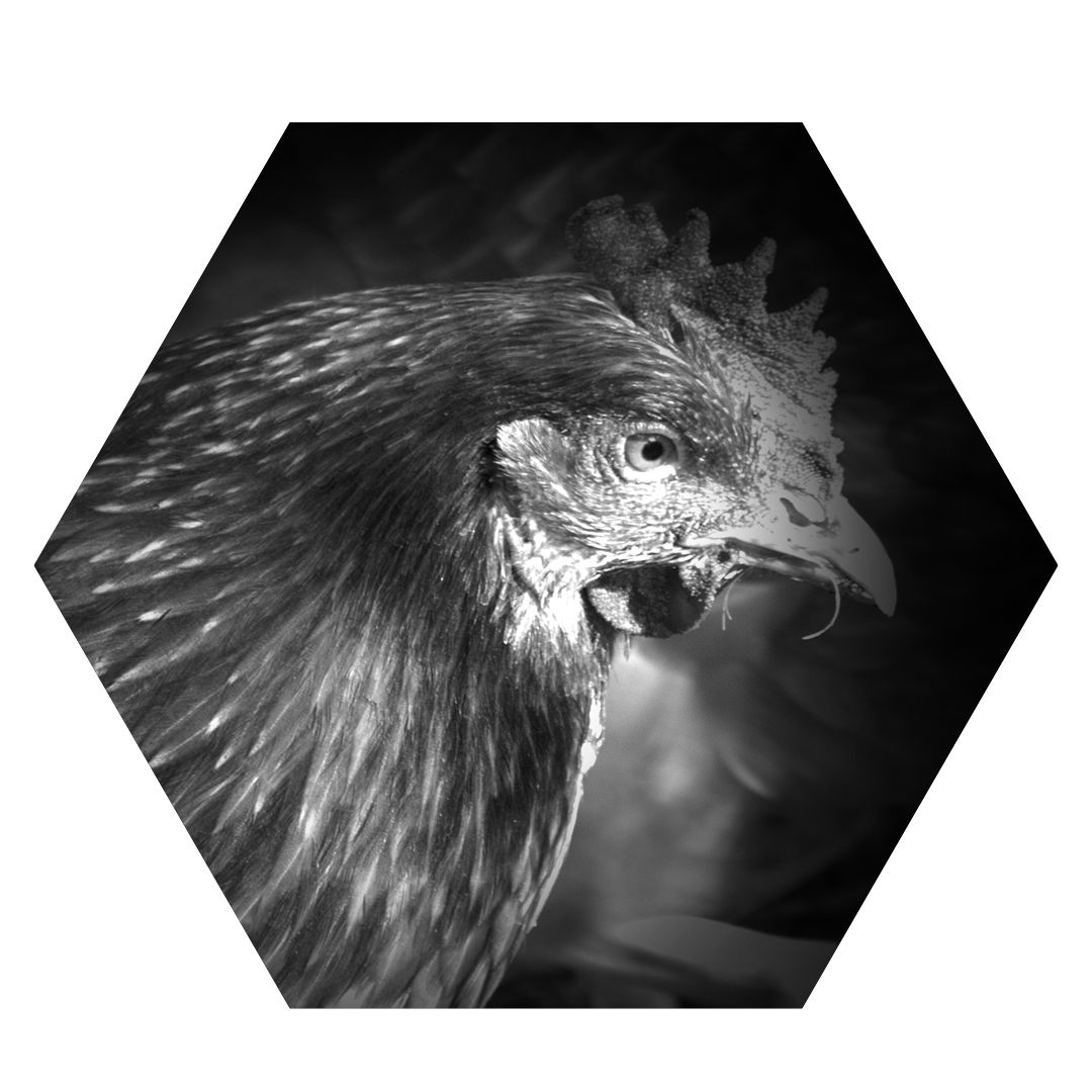 hexagon chicken