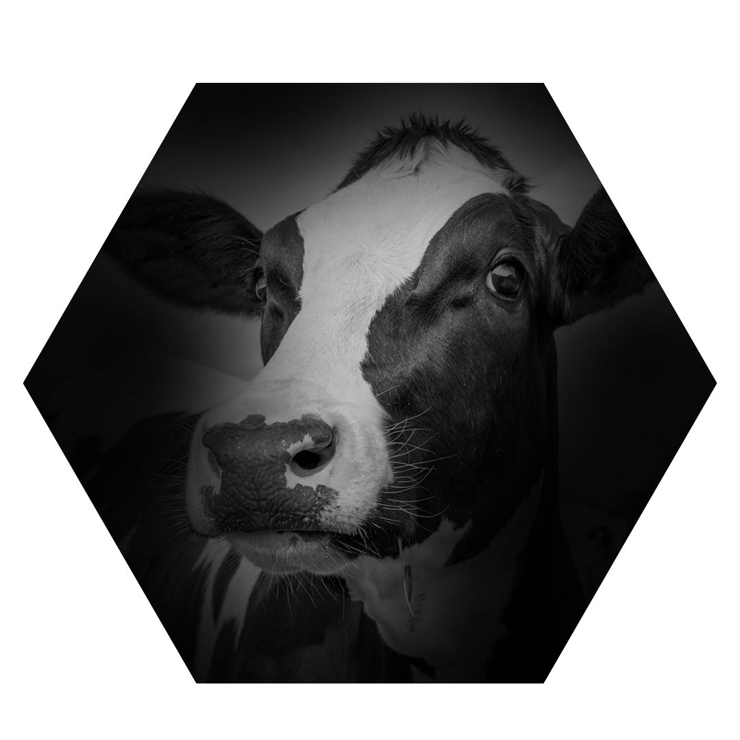 hexagon cow