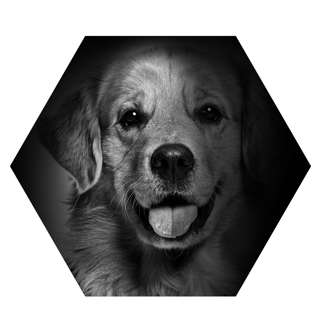 hexagon dog