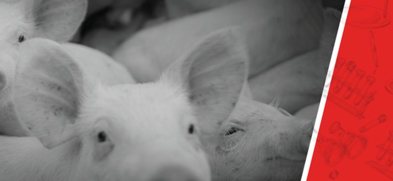 GSP_INTESTINAL_HEALTH_SUB_PIGS