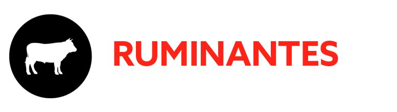 RUMINANTES