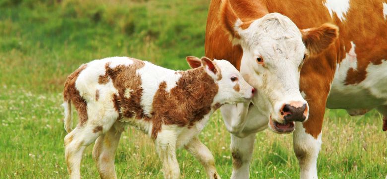 cows, ruminants