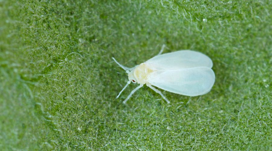 Greenhouse Whitefly