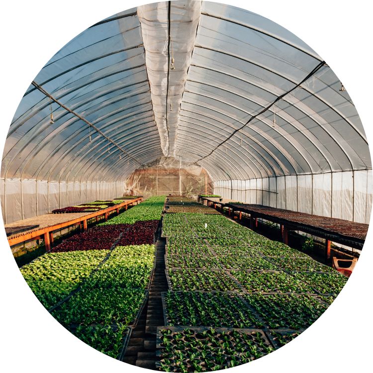 Greenhouse round