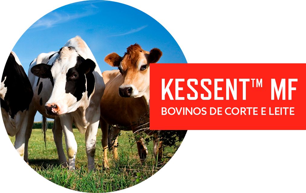 IMAGEM 2 kessent.png
