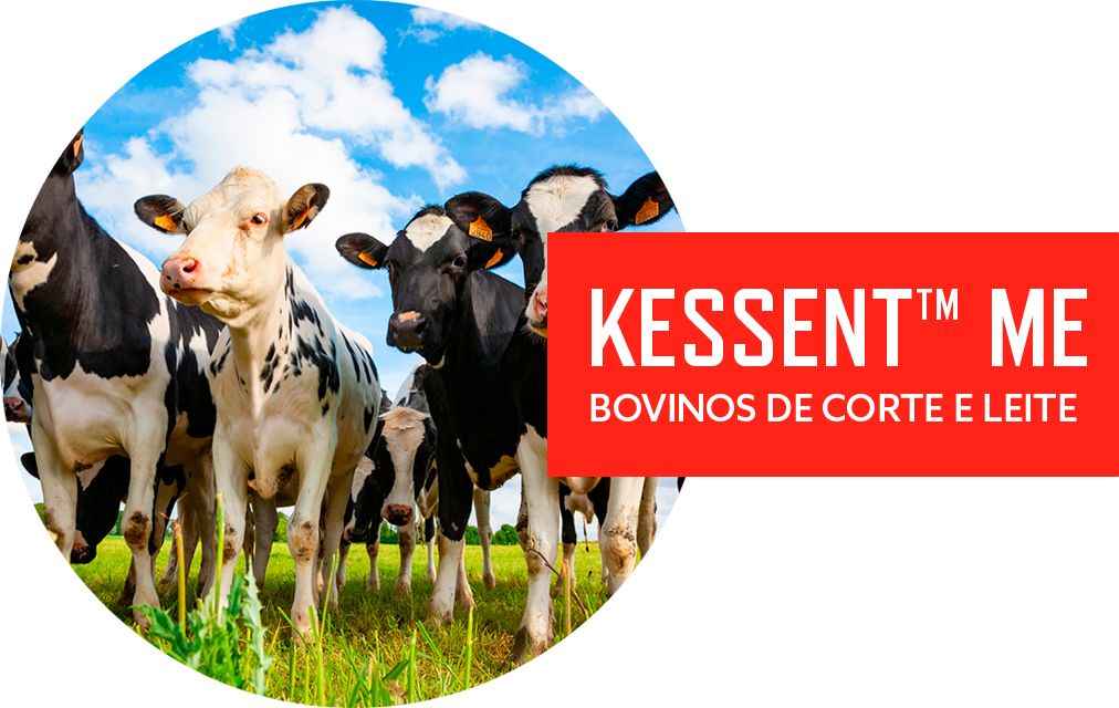 IMAGEM 3 kesssent.png
