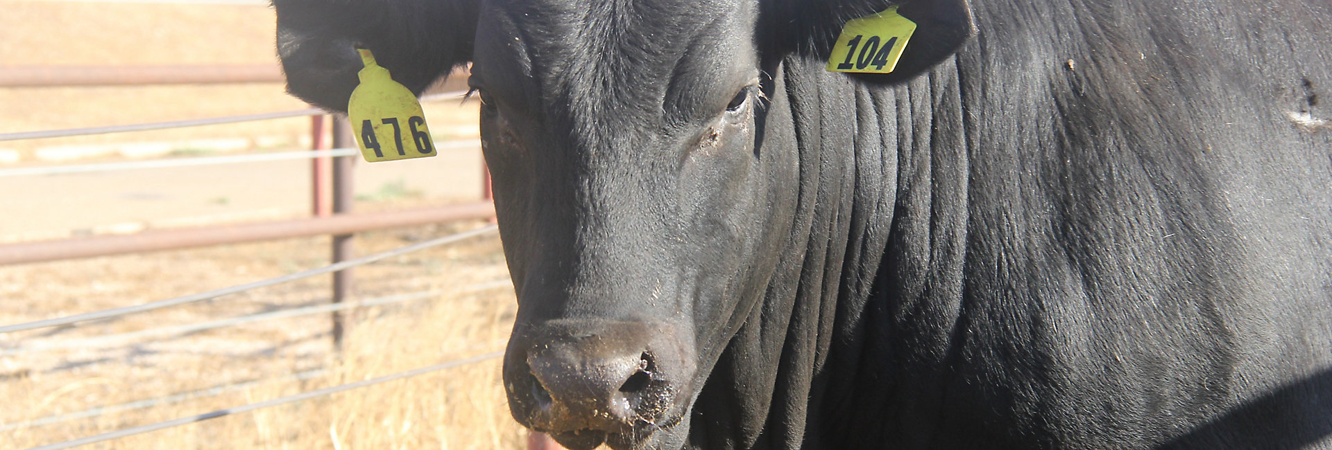 Soluciones de nutrición animal de Kemin para ganado de engorda | Nutrición  y salud animal con Kemin