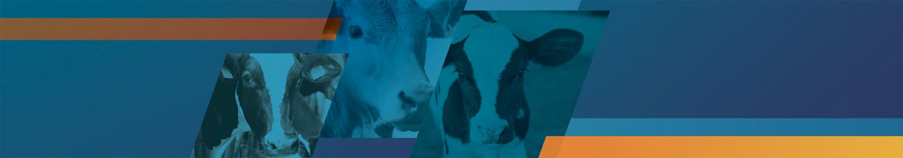 Gut Health Solutions for Dairy and Beef Cattle Animal Gut Health