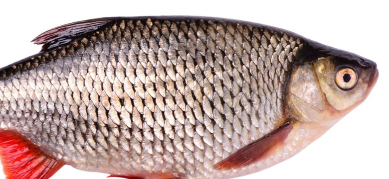 Application of Enzymes in Fish Feed for Profitable Fish Farming