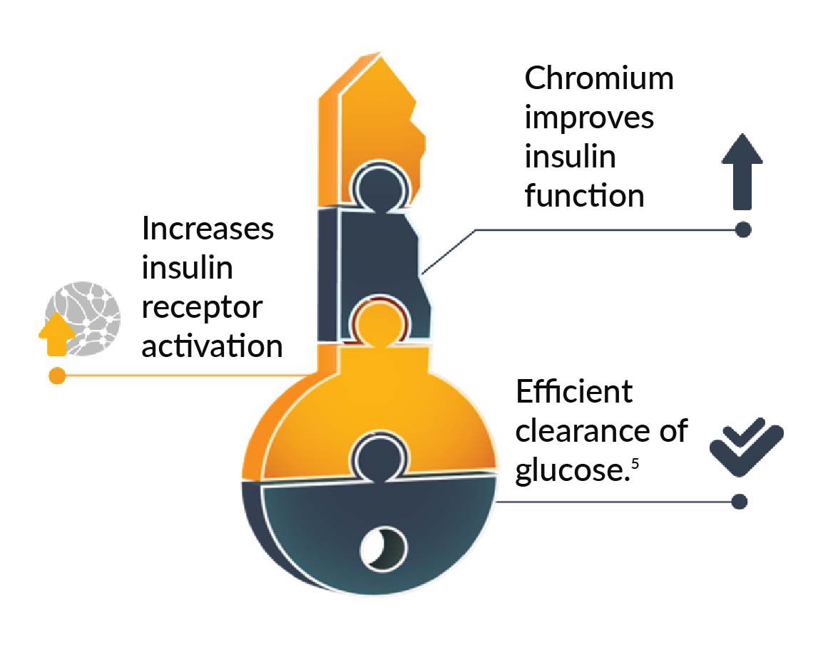 KemTRACE™ Chromium INSULIN KEY TO MAXIMIZING NUTRITION UPTAKE