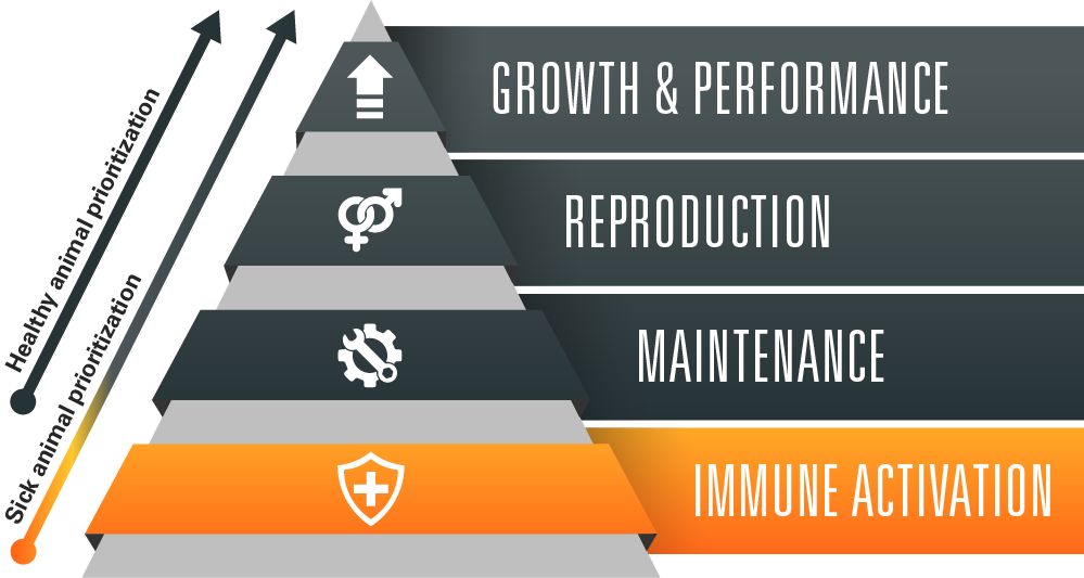 Immunity pyramid for beef