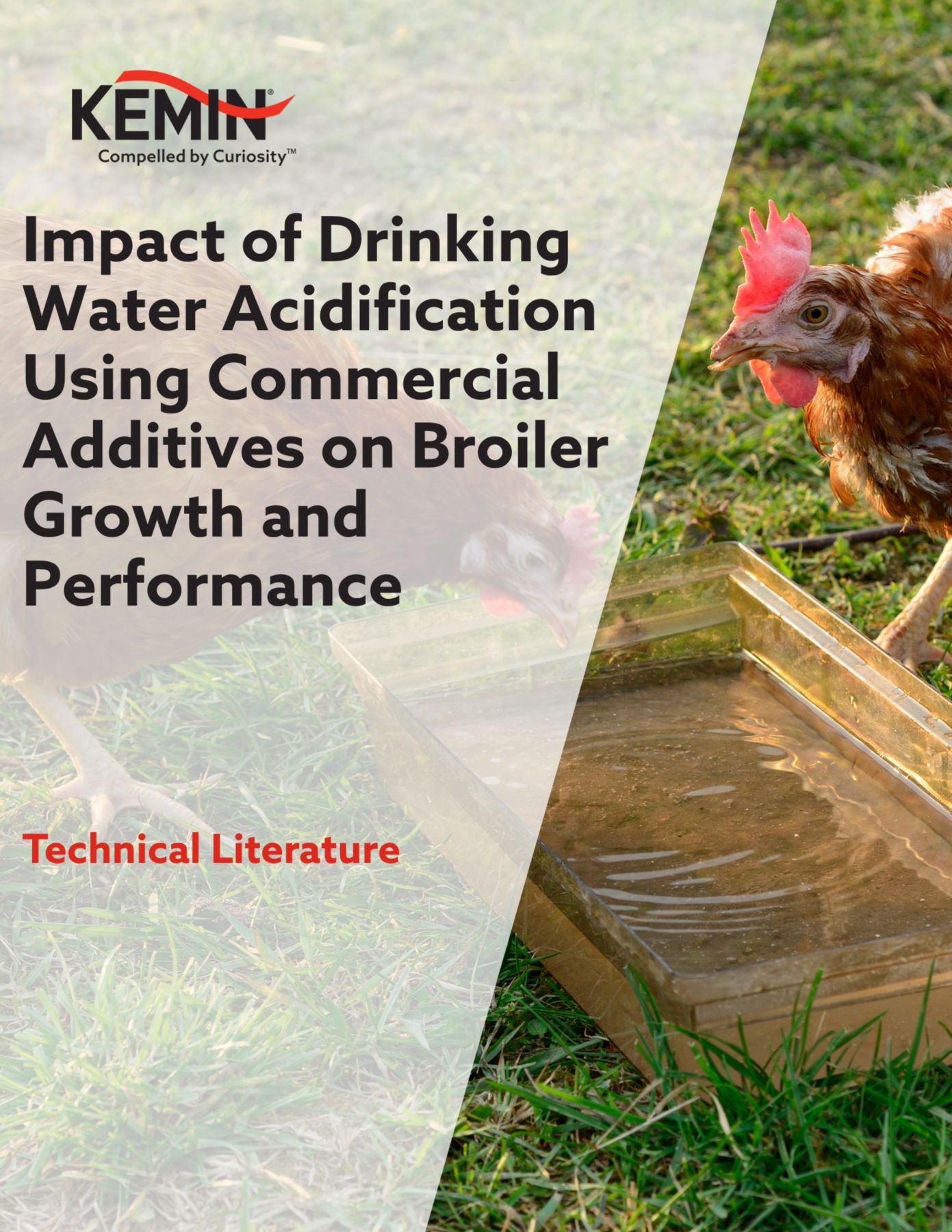 Impact of Drinking Water Acidification Using Commercial Additives on Broiler Growth and Performance